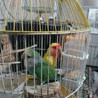 جفت مولد طوطی برزیلی|پرنده|کرج, ساماندهی|دیوار