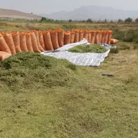 یونجه خرمنوکب شده داخل کیسه