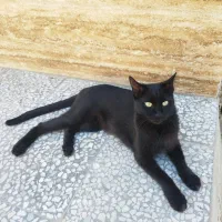 گربه واگذاری