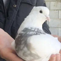 کبوتر طوقی|پرنده|عجب شیر, |دیوار