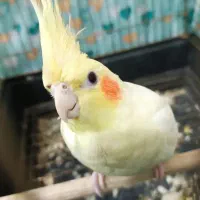 عروس هلندی