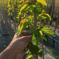 نهال توت سفید هرات