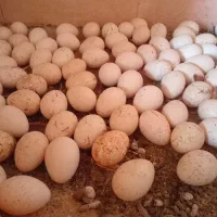 تخم بوقلمون برنز و بربون سنگین وزن|حیوانات مزرعه|صحنه, |دیوار