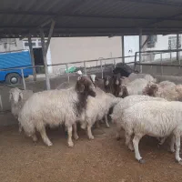 میش ابستن درجه یک مال داشتی|حیوانات مزرعه|سیوان, |دیوار