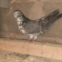 کبوتر دوجفت با دوتا نر ب