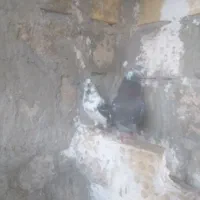 پرندها بالاگیرن بشرط