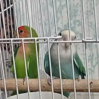 طوطی برزیلی