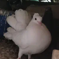 جفت کبوتر دم چتری