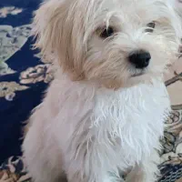 سگ نژاد شیتزو|سگ|تهران, ابوذر|دیوار