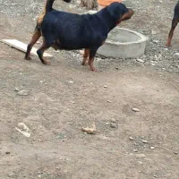 فروش سگ روتوایلر