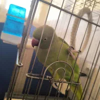 طوطی ملنگو|پرنده|زنجان, |دیوار