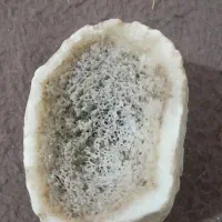 دندان دایناسور