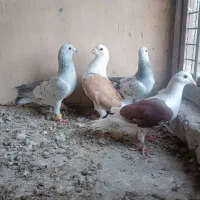 کبوتر گراف وشامی