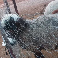 فروش یک شیشک قوچ|حیوانات مزرعه|ارمند, |دیوار