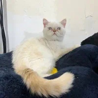 گربه هیمالین