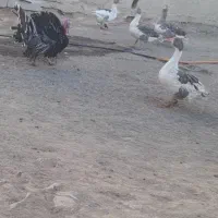 بوقلمون...غاز