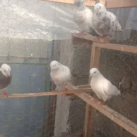 کبوترای پرشی تیر ماه|پرنده|فومن, |دیوار