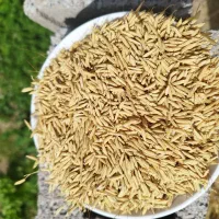 تخم جو هاشمی بدون شاهی سروف خرمنکوب شده(کانگا زده)