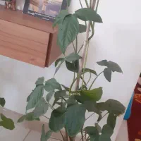 گل های زیبا و شاداب با گلدان بزرگ