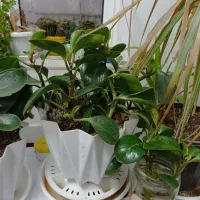 گلهای طبیعی|گل و گیاه طبیعی|فردوس (خراسان), |دیوار