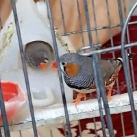 دوعددفنج نروماده مولددهگلان