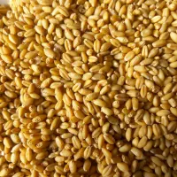 گندم رقم کوهدشت