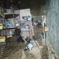 10عدد جوجه پلاکی