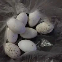 تخم قوغاز