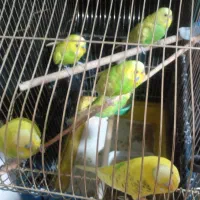 مرغ عشق دستی