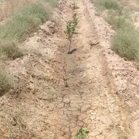 باغ-پسته-سه-ساله-خیر