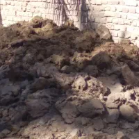 کودگاوی خالص محلی