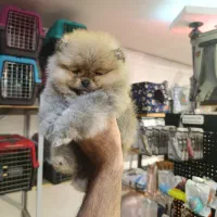 پامرانین خرسی بوفیس