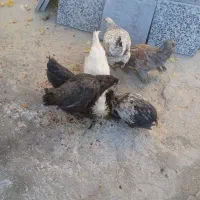 27عدد مرغ و2عدد غاز