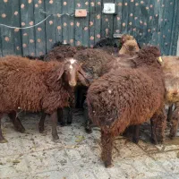 بره نر و ماده ۹راس قیمت همه باهم فقط