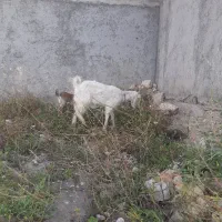 بزجوان سو گلابی باکهره ماده