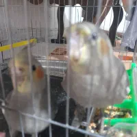 عروس هلندی . قناری