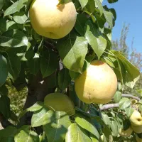 هرس درخت|خدمات باغبانی و درختکاری|خرمآباد, |دیوار