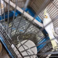 جوجه عروس هلندی|پرنده|ری, اقدسیه|دیوار