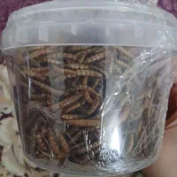 معاوضه غذای ماهی، پرنده، لاک‌پشت