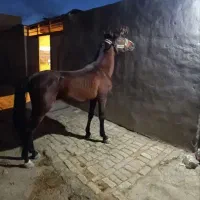 خرید فروش پالونی