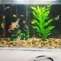 آکواریوم زیبا و شیک|ماهی|ایلام, |دیوار