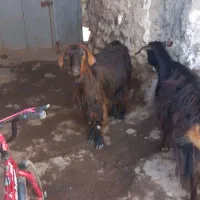 ۲ عدد بز