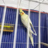 عروس هلندی|پرنده|مشهد, یوسفیه (شهرک غرب)|دیوار