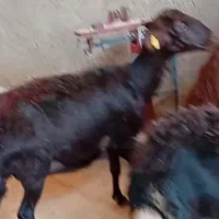 میش قزل افشار