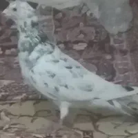 کبوتر پرشی