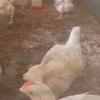 مرغ زنده گوشتی