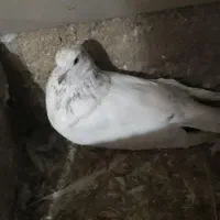 کفتر فروشی|پرنده|رزن, |دیوار