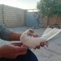 غریب گیری وقفس فروشی|پرنده|کوهدشت, |دیوار