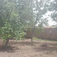 فروش باغ گردو