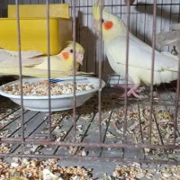 جوجه عروس هلندی|پرنده|رشت, باهنر|دیوار